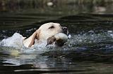 LABRADOR 770